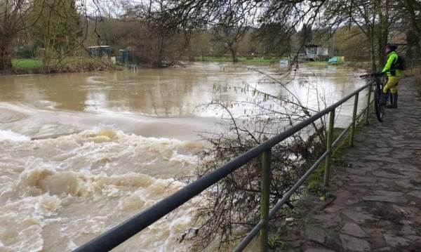 Nied 2018