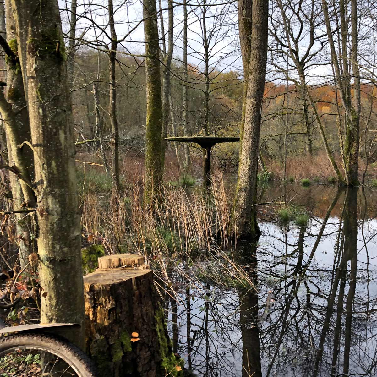 Pilzsuche, ehemaliges Naturbad Saarbücken